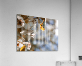 Sakura 2 Acrylic Print