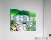 Pixie Cup Acrylic Print