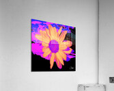 Daisy Dreaming Acrylic Print