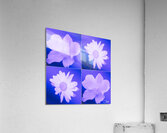  Japanese Anemones with Daises on a Purple Background Acrylic Print