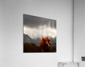  Highland Cow at the Lairig Ghru in the Scottish Highlands Acrylic Print