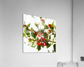 Winter Holly with Red Berries Acrylic Print