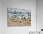Seagull Dating Scene Acrylic Print