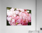 Peony Lovers Dream Acrylic Print