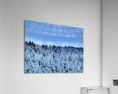 Mad March Pine Forest Snow Acrylic Print