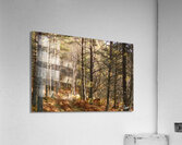  Winters Golden Nature Trail Acrylic Print