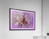PEONY 003  Acrylic Print