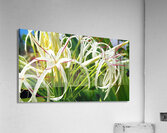 SPYDAHLiLLi Acrylic Print