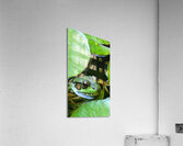 DAD S POND Acrylic Print