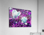 YOU CAN ALMOST TASTE THEM Acrylic Print