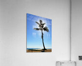 ONE PALM Acrylic Print