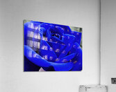 BLUER ROSE Acrylic Print