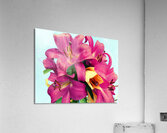  Vibrant lilies Acrylic Print