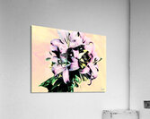 Faded Poster Lilies  Acrylic Print