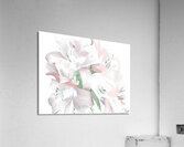 Subtle Poster Lilies Acrylic Print