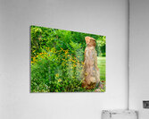 The Sentinel Acrylic Print