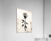Monochrome: Rose in Perpetuity Acrylic Print