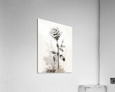 Ochre: Rose in Perpetuity Acrylic Print