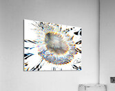 Pale Smeared Sunflower in Monochrome Acrylic Print