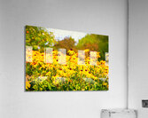 Cheerful Curb Appeal Acrylic Print