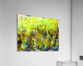 Marmalade Long Grass Acrylic Print