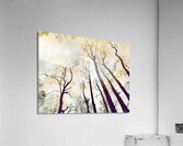 Peachy Birch Trees Perspective Acrylic Print