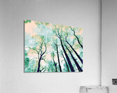 Turquoise Winter Birch Trees Perspective Acrylic Print