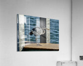 Great Blue Heron ~ on Anna Maria Island dock Acrylic Print