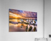 IMG 5950 Acrylic Print