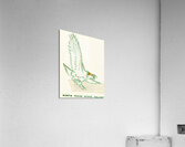 Vintage North Texas State Eagles Art Acrylic Print