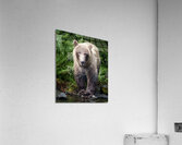 Visiting Bear Acrylic Print