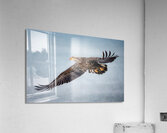 Soaring Young Eagle  Acrylic Print