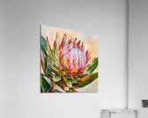 Protea Acrylic Print
