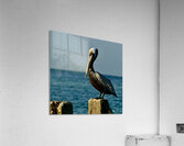 Pelican ~ on cement pylon Anna Maria Island Acrylic Print