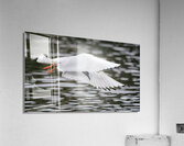 Bonapartes Gull Acrylic Print