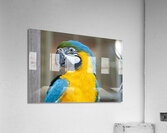 Macaw Acrylic Print