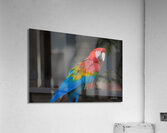 Callies Baby Acrylic Print