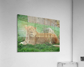 The Queen Acrylic Print