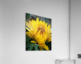 F17B6D9A 86D4 49AB 80E9 987CD2F52091 Acrylic Print