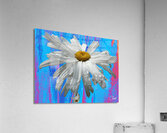  White Daises on Abstract Coloured Heatwave Background Acrylic Print