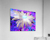 Coloured Daisy Flower with an Abstract Background Acrylic Print