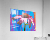 Echinacea Flower Close up on Heatwave Abstract Acrylic Print