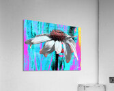 Poster Echinacea Flower  on a Colourful Background Acrylic Print