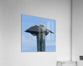 Pelican ~ resting on pylon Anna Maria Island Acrylic Print