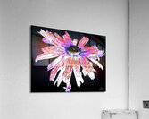 Red and White Distressed Daisy Flower on a Black Background Acrylic Print