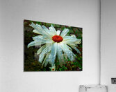  Colour Pop Daisy Flower Acrylic Print