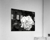Elegant White Rose in Monochrome  Acrylic Print