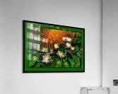 WATER LILIES WITH GIANT LEAF PAD    Acrylic Print