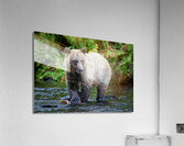 Bear Clawing Salmon Acrylic Print