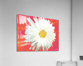 Double White Daisy Flower on a Vibrant Heatwave Abstract Background Acrylic Print